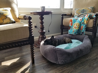 Tired pupper
